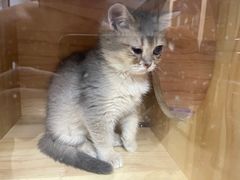 -711便利店(安贞桥胜古南里店)