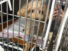 -良伴无忧宠物医院(泰欣嘉园店)