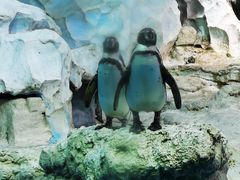 -帝企鹅自助餐厅•儿童岛•真企鹅(长隆企鹅酒店)