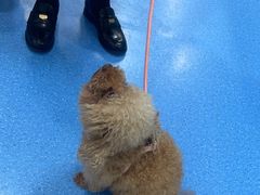 -天使宠物医院·犬猫分诊(彩虹店)