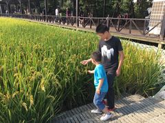 -武汉紫薇都市田园