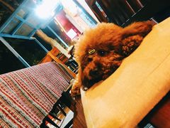 -半坡九号老挝冰咖啡