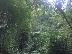 -莫里热带雨林景区