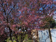 -福建土楼（华安）旅游区•大地土楼群