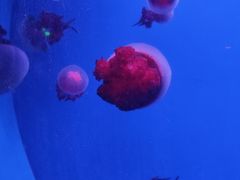 -蓬莱欧乐堡海洋极地世界