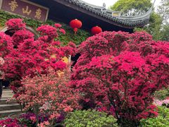 -惠山古镇·寄畅园