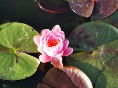-莲花池公园