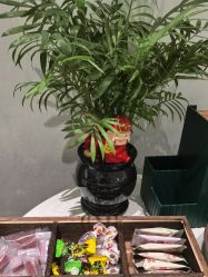 -木棉问题肌·肩颈·纹绣