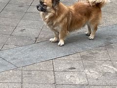 -里兆打面馆