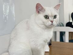 -李小姐の猫咖啡馆(五角场店)
