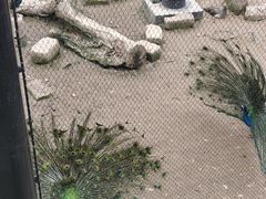 -武汉动物园
