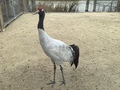 -盐城丹顶鹤湿地生态旅游区
