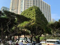 -芽庄喜来登水疗酒店