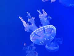 -福州罗源湾海洋世界旅游区
