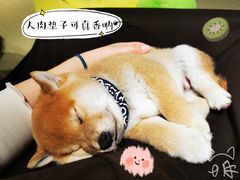 -逗柴咖啡屋·狗咖猫咖宠物桌游