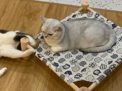 -滚猫咖啡·猫咖·猫友好撸猫(未来城店)