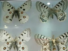 -上海昆虫博物馆