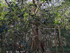 -中国科学院西双版纳热带植物园