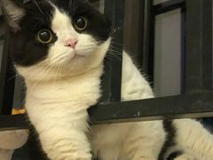 -猫岛主趣味餐厅(鼓浪屿店)