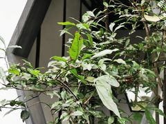 -秋霞圃