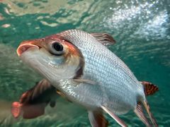 -上海海洋水族馆