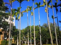 -三亚海棠湾万丽度假酒店