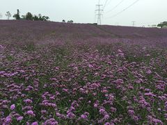 -紫颐香薰山谷景区