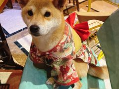 -猫色咖啡·猫咖