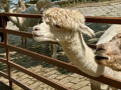 -栾川竹海野生动物园