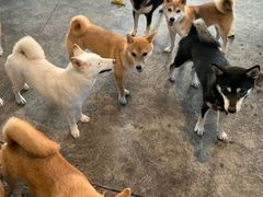 -柴犬高等学院·狗咖·柴犬售卖·宠物训练