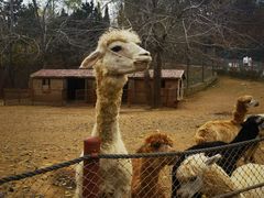 -大连森林动物园