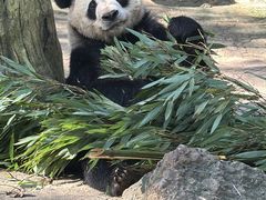 -都江堰中华大熊猫苑