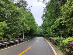 -铁山坪森林公园