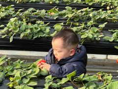 -甜心庄园·甜心草莓采摘园(西青中北店)