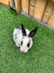 -萌宠亲子动物乐园(槐房万达店)