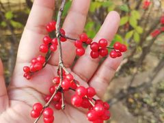 -永定河休闲森林公园