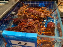 澳洲龙虾-东海怡品海鲜豆捞(星街坊店)