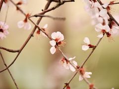 -桃花堤公园