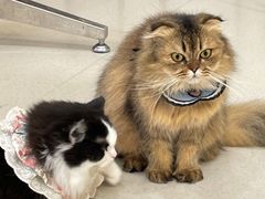-共舞时光猫咖·狗咖(新街口店)