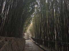 -鲁山国家森林公园