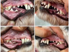 -FAELING PETS美天灵宠物(合生汇店)