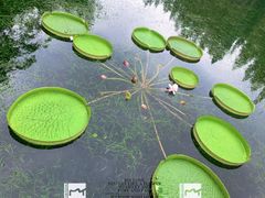 -上海滨江森林公园