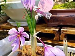 -宝鸡东道花鸟鱼虫市场(吉利花园商场店)