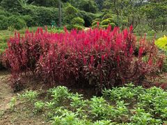 -广西壮族自治区药用植物园