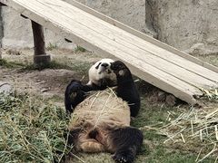 -上海野生动物园