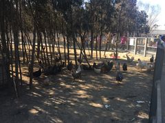 院子里鸡鸭很多-湖景温泉