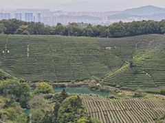 -龙坞茶村