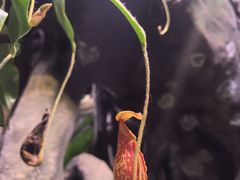 -正佳雨林生态植物园