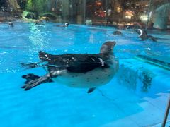 -帝企鹅自助餐厅•儿童岛•真企鹅(长隆企鹅酒店)