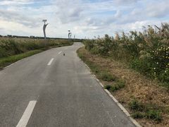 -盐城丹顶鹤湿地生态旅游区